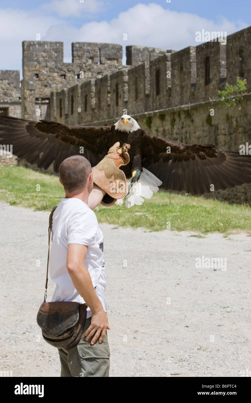 Un aigle et gestionnaire d'oiseaux pour la pratique de jeux médiévaux à Carcassonne France Banque D'Images