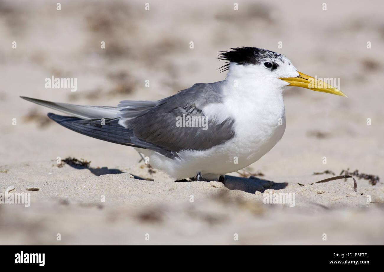 Une sterne huppée (Thalasseus bergii cristata) sur la plage. Trigg Beach, Perth, Australie occidentale Banque D'Images