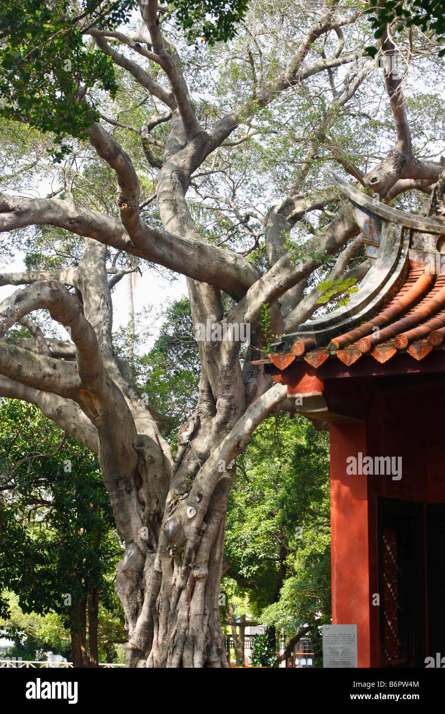Un grand Banyan Tree au Temple de Confucius à Tainan, Taiwan. Banque D'Images
