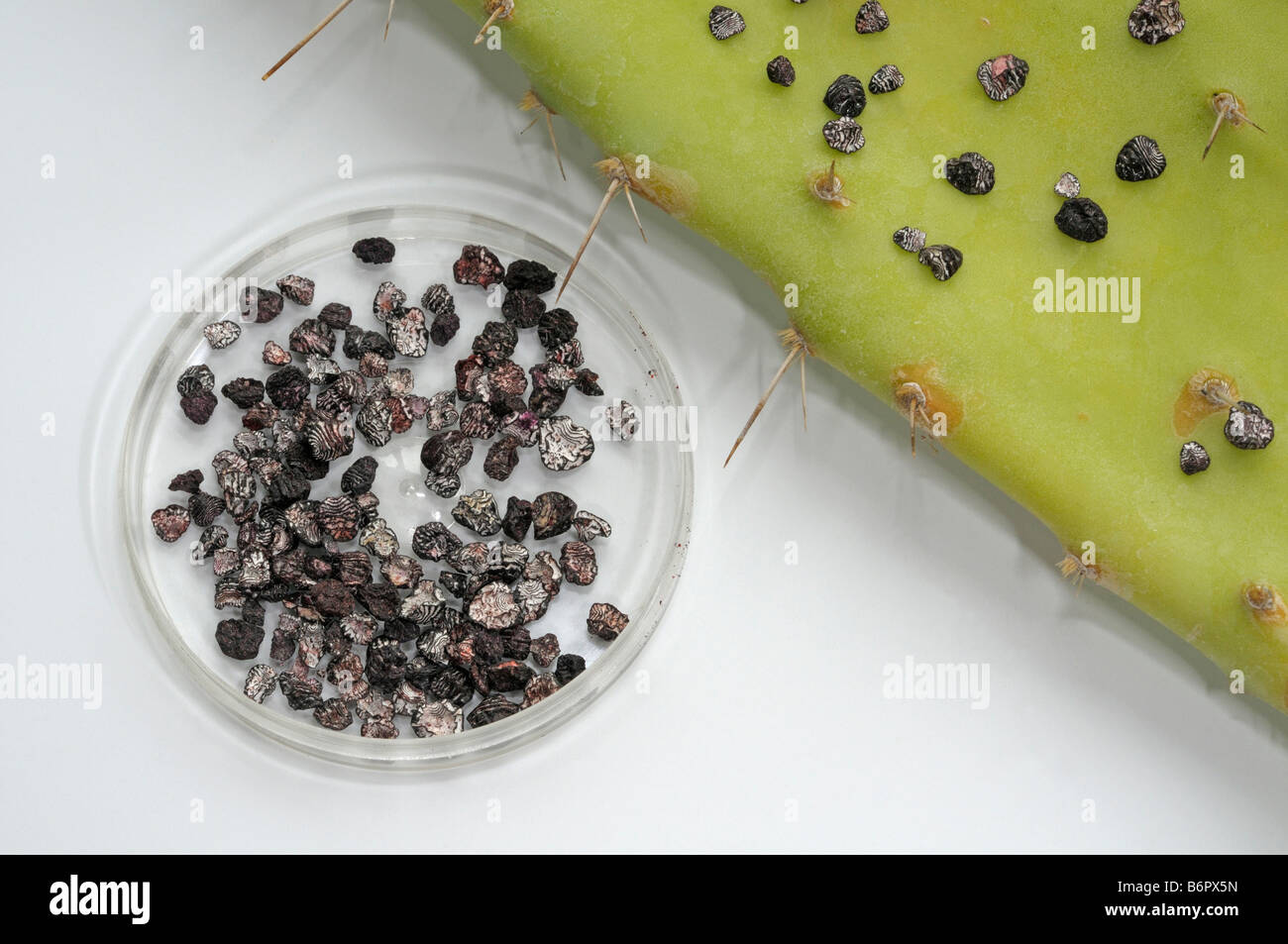 Les insectes de la cochenille (Dactylopius coccus). Les femelles séchées à côté des feuilles de cactus pour la production couleur Banque D'Images