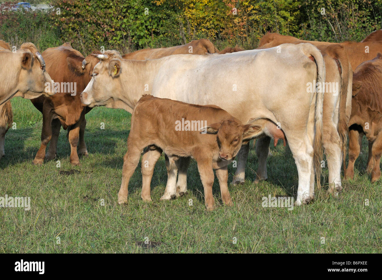 Les bovins domestiques (Bos primigenius, Bos taurus), race : Deutsches Frankenvieh, Gelbvieh, vache et son veau au pâturage Banque D'Images