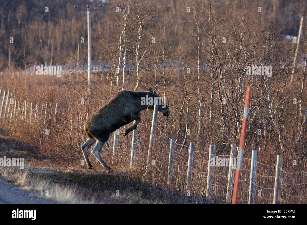 L'orignal, l'élan (Alces alces), sautant par dessus une clôture, la Suède, la Laponie Banque D'Images