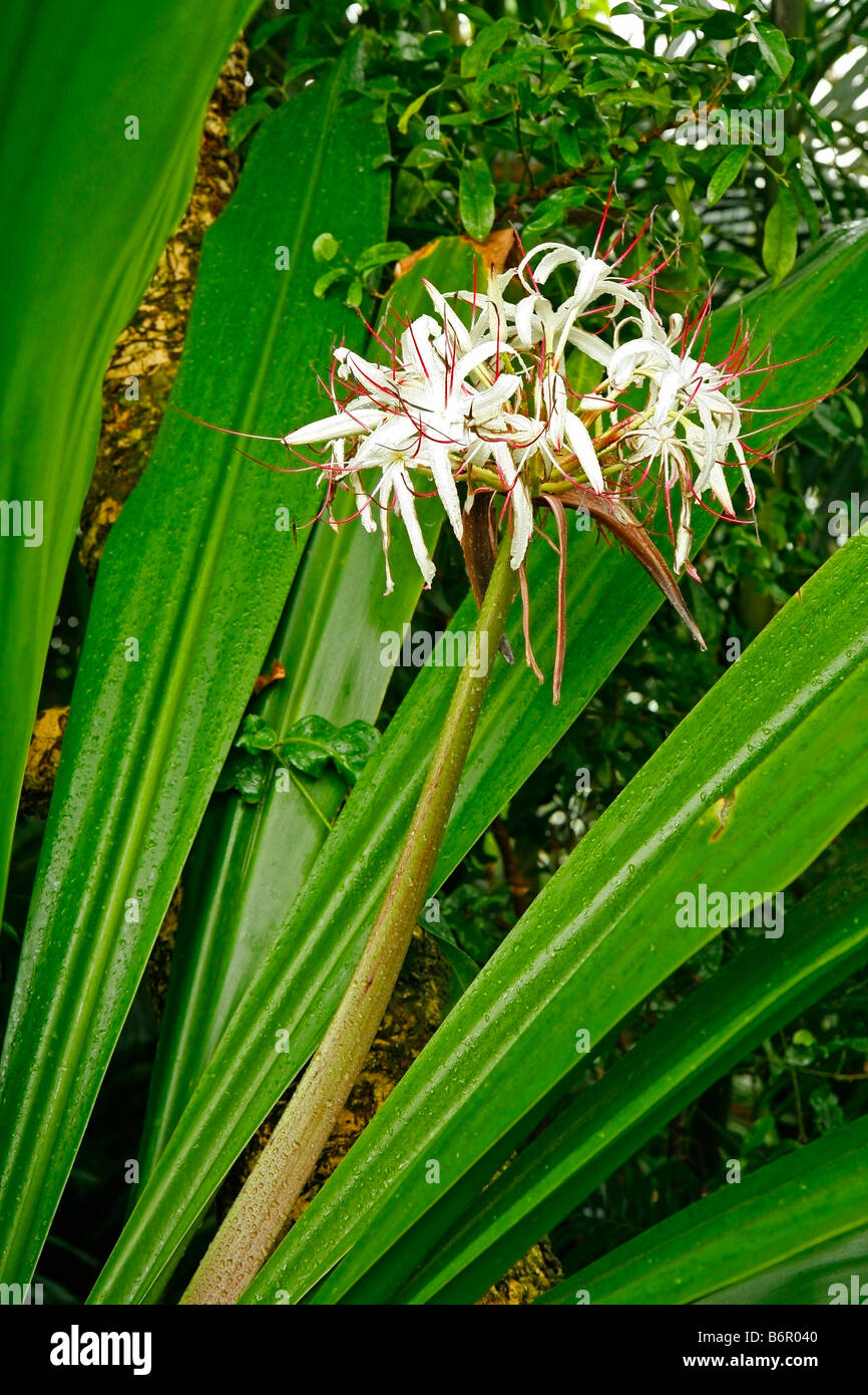 Royal Botanic Gardens à Kew Richmond London Angleterre Palm house serre tropicale. Spider lily. Crinum asiaticum Banque D'Images