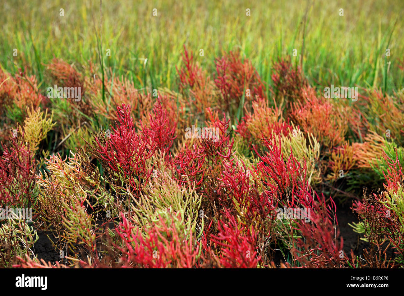La salicorne Salicornia perennis vivace Cape Cod, MA USA Banque D'Images