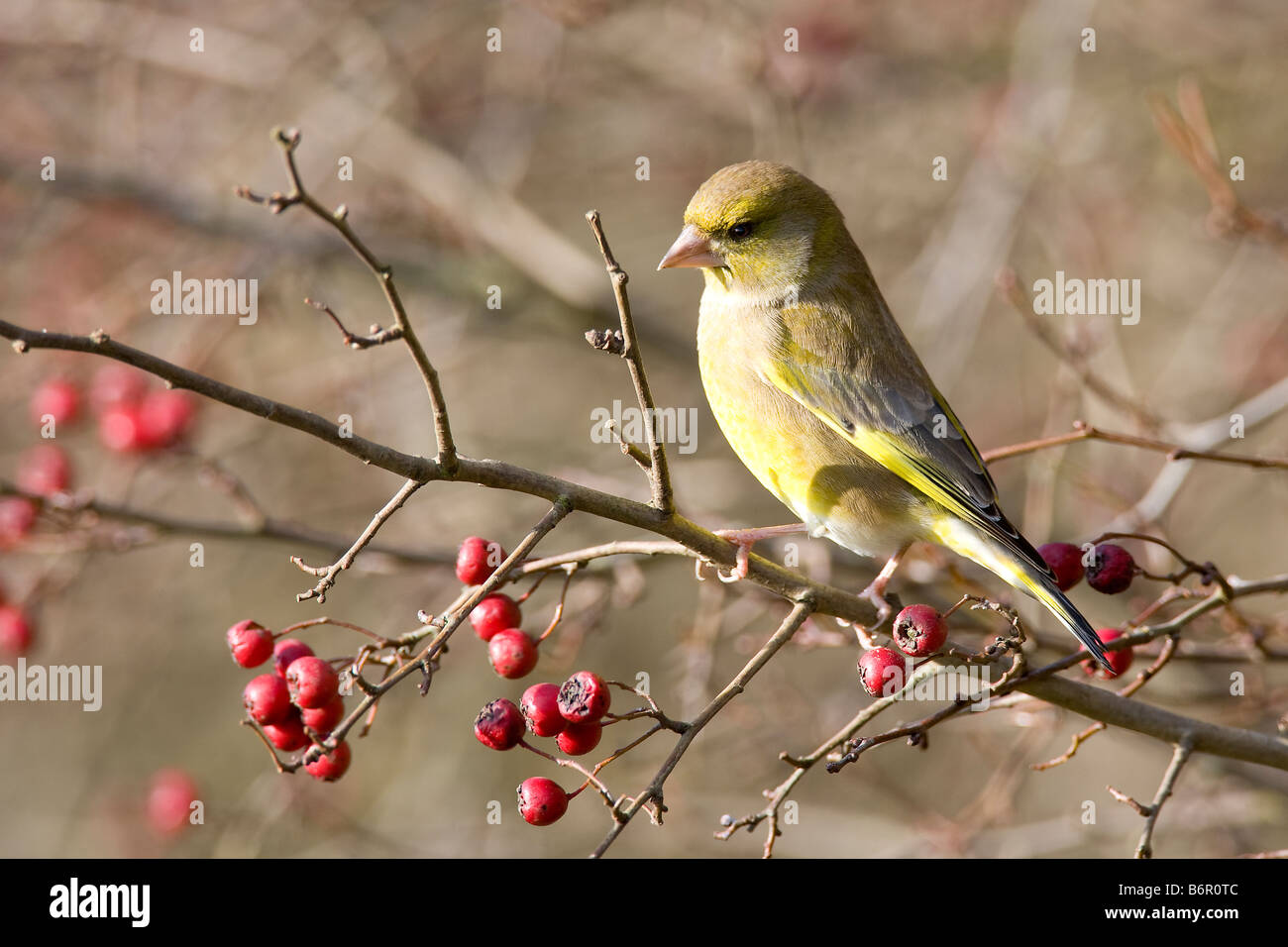 Finch vert Caruelis chloris Fringillidae Banque D'Images