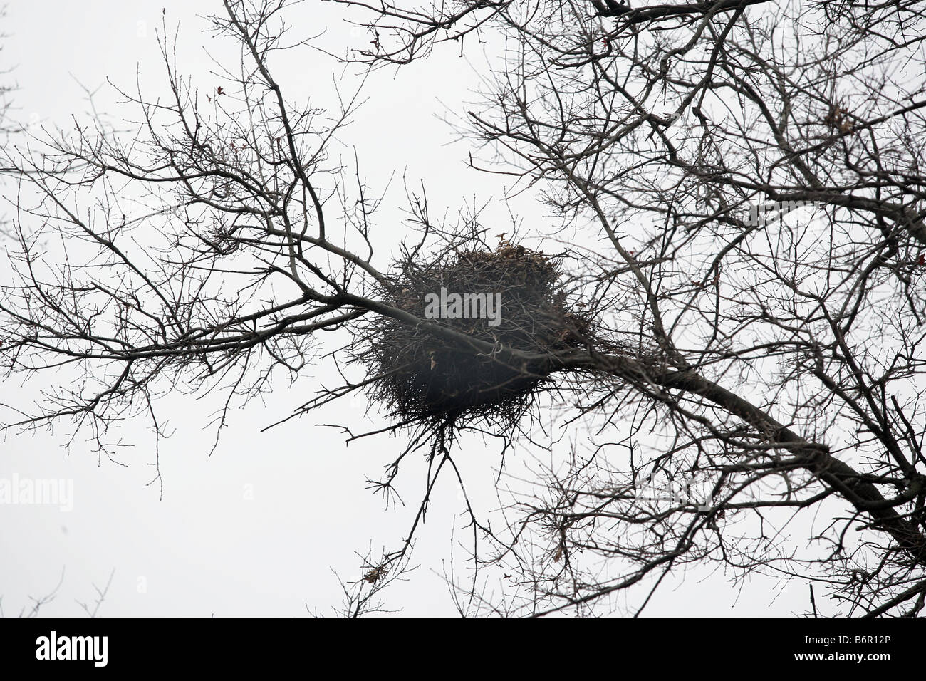 Nid écureuil arbres nids Banque de photographies et d’images à haute résolution Alamy