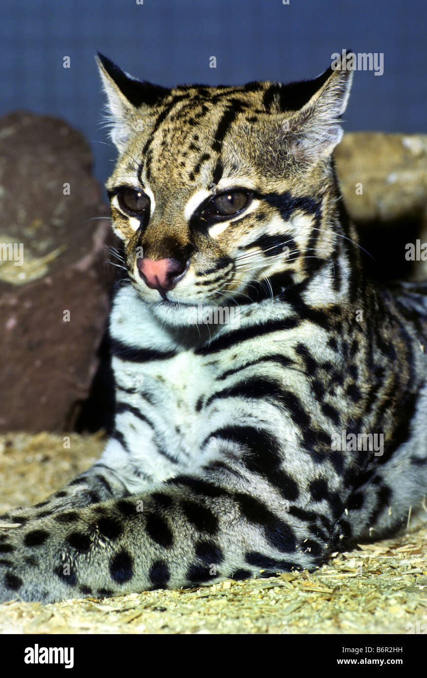 (Margay Leopardus wiedii), portrait Banque D'Images