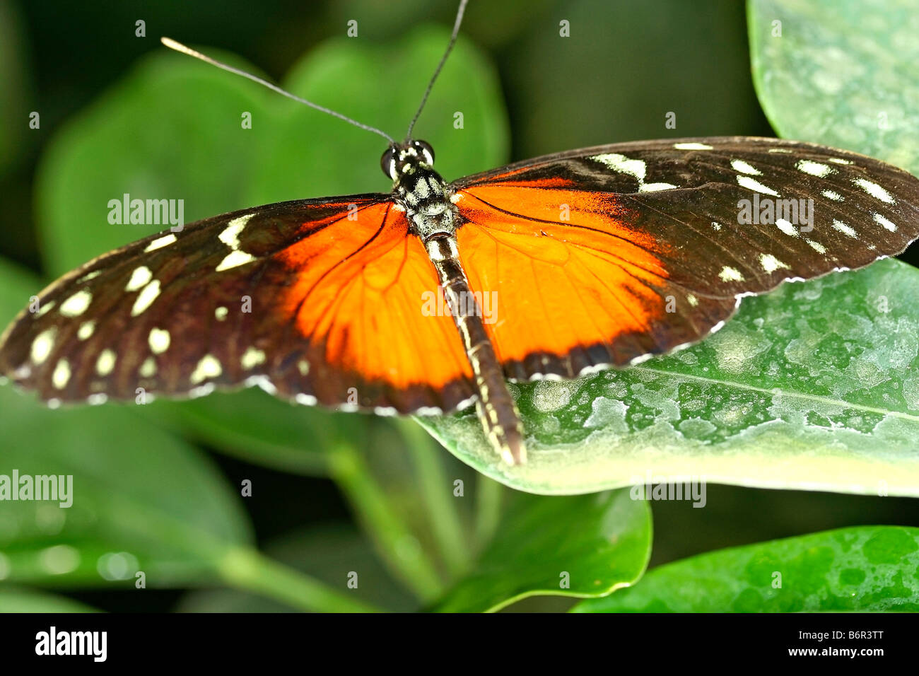 Longwing Heliconius hecale tigre Banque D'Images