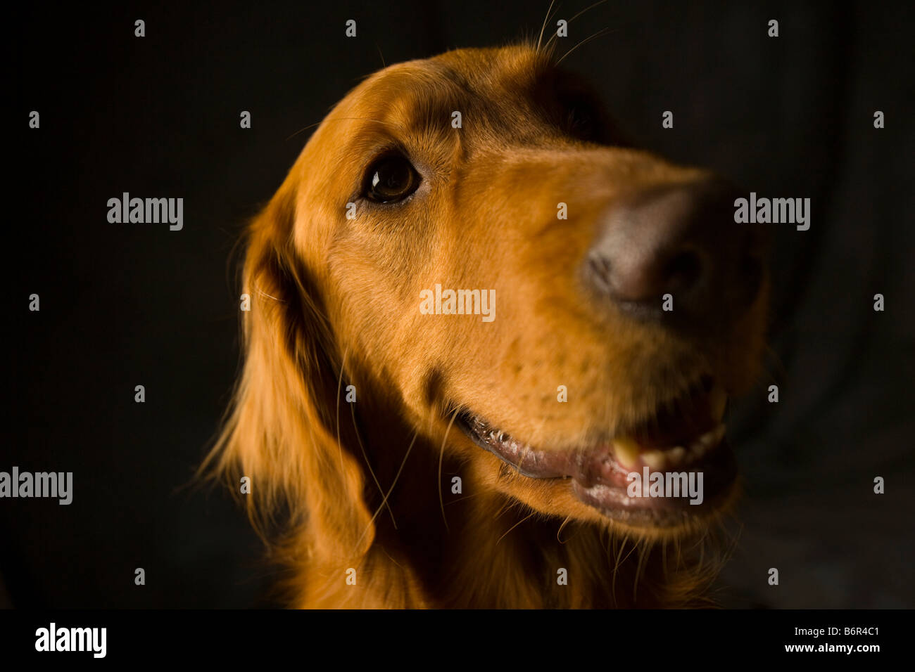 Golden Retriever portrait Banque D'Images