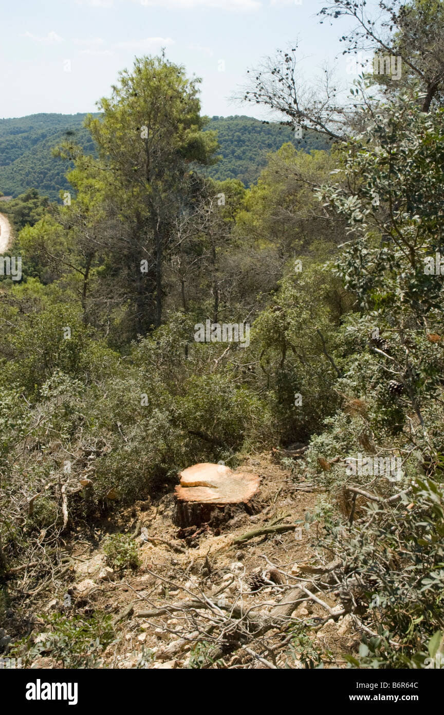 L'abattage des arbres, pour éclaircir la forêt un arbre tronçon reste dans le sol après la coupe vers le bas l'arbre Banque D'Images