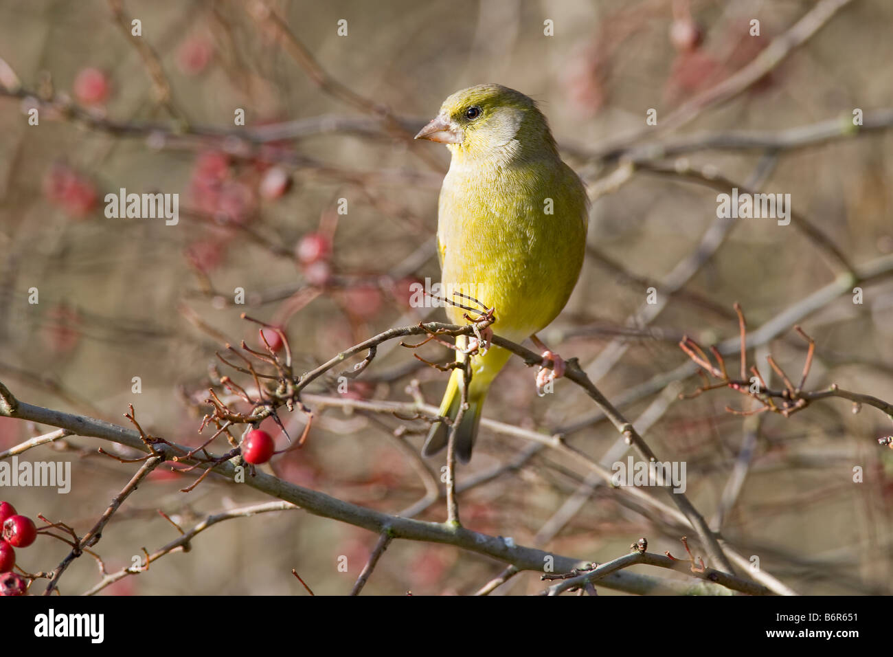 Finch vert Caruelis chloris Fringillidae Banque D'Images