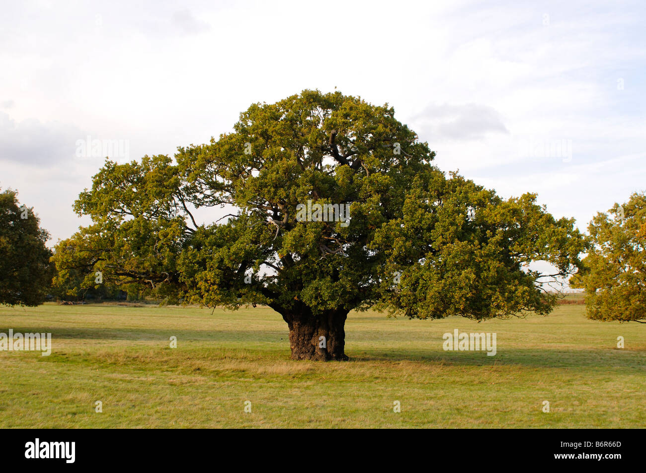 Oak tree parc Richmond Richmond upon Thames London UK Banque D'Images