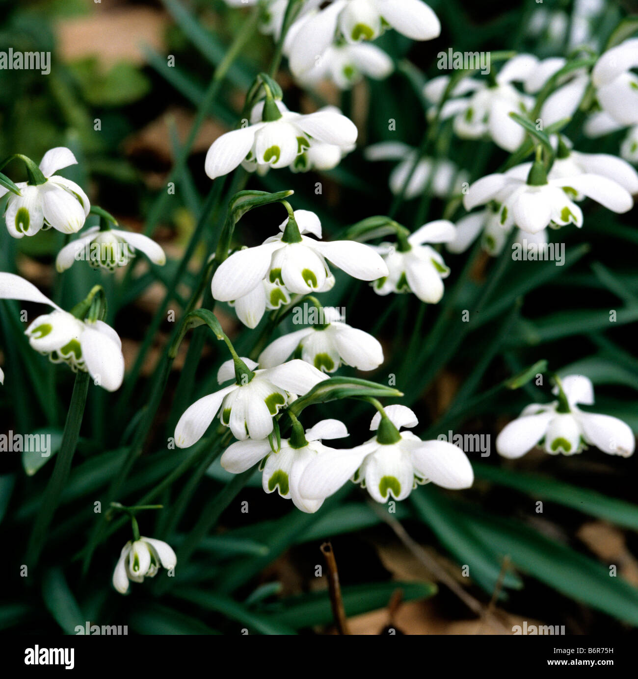 Galanthus nivalis Flore Pleno à Colesbourne Park Banque D'Images