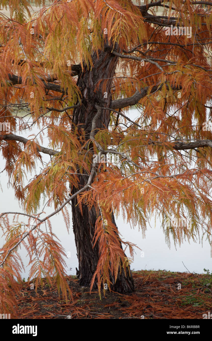 (Cypress Swamp chinois in pensilis Glyptostrobus) à l'automne au jardin botanique de couleur orange, NSW Australie Banque D'Images