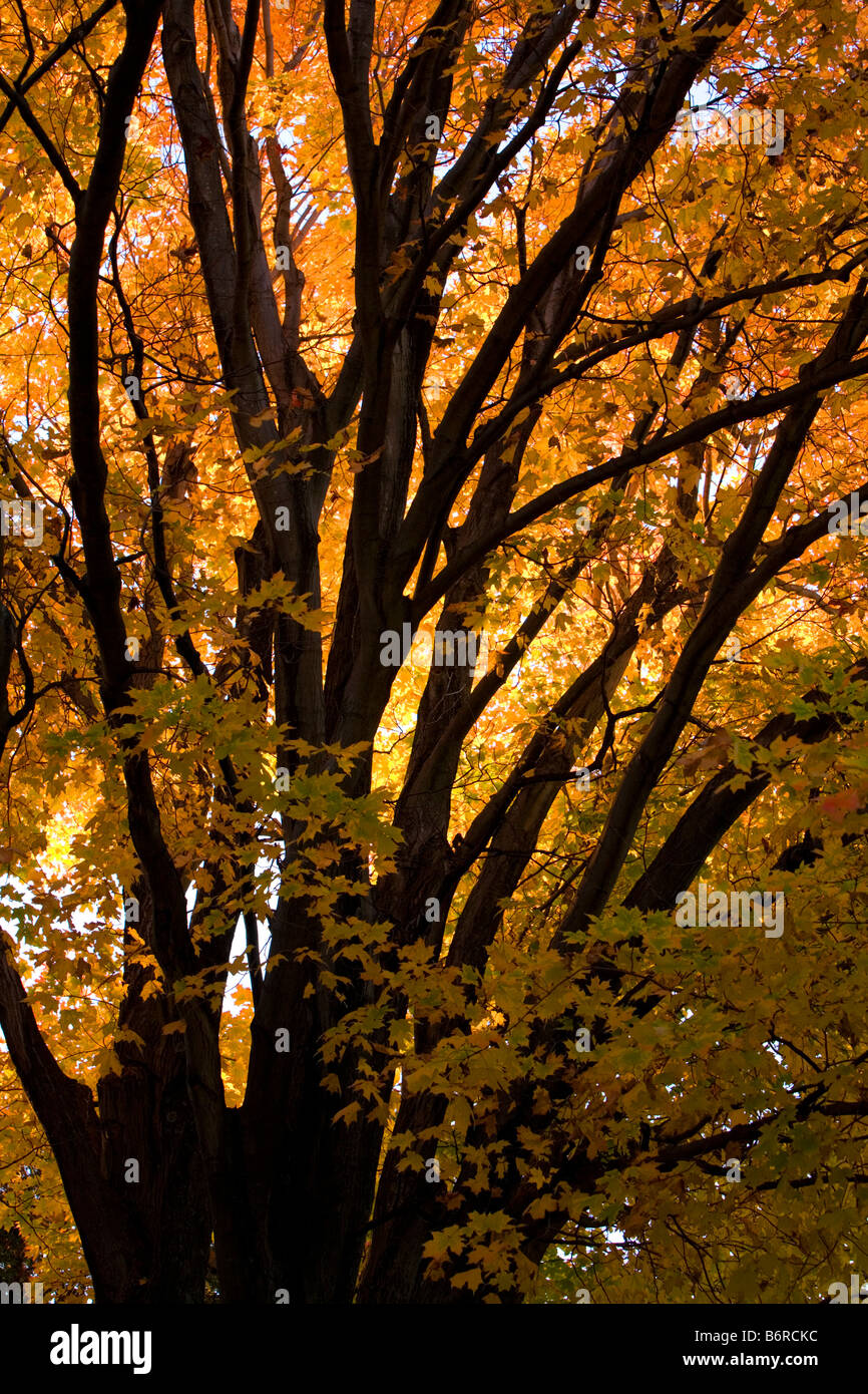 Feuillage d'automne dans la 'Grande Île' VT dans les îles du lac Champlain' Banque D'Images