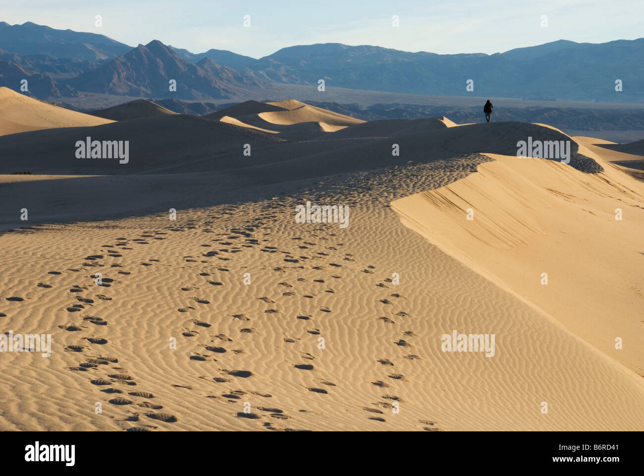 Un homme qui marche sur les dunes de sable, la Death Valley National Park, California, USA. Banque D'Images