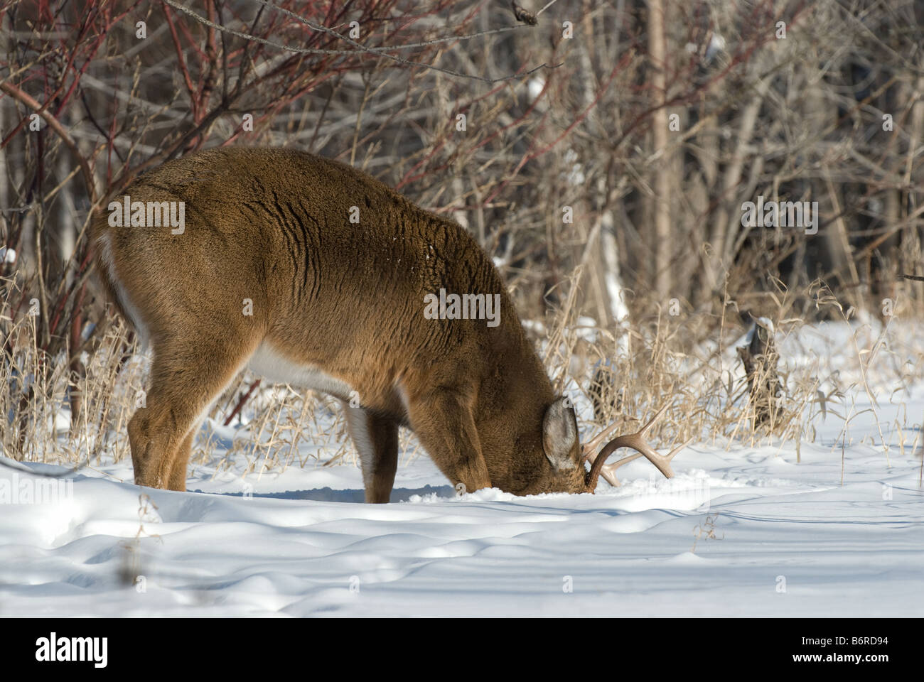 Le cerf de Virginie (Odocoileus virginianus), stag à chercher de la nourriture sous la neige Banque D'Images
