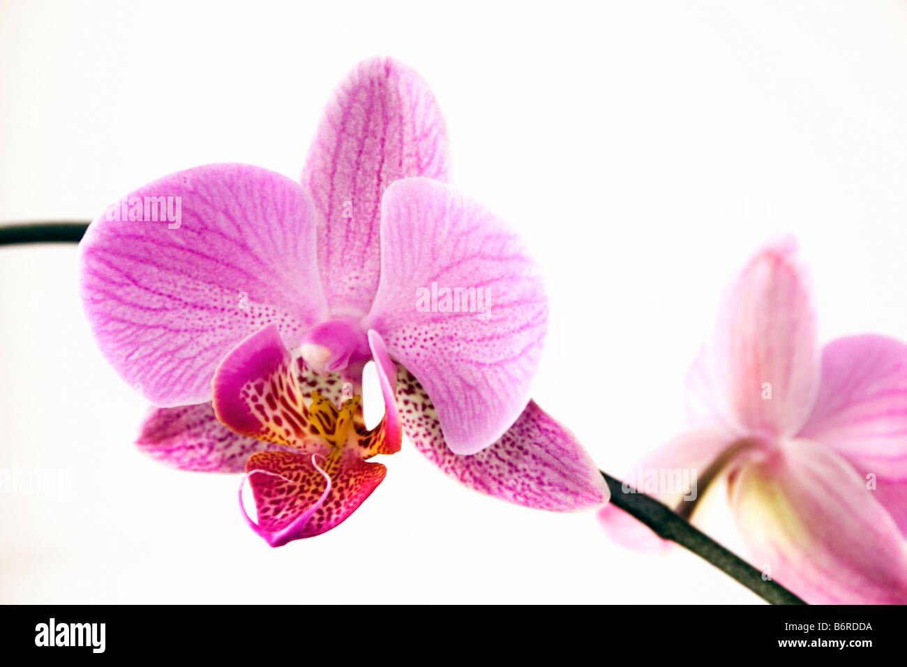 Close up orchidée fleur Banque D'Images