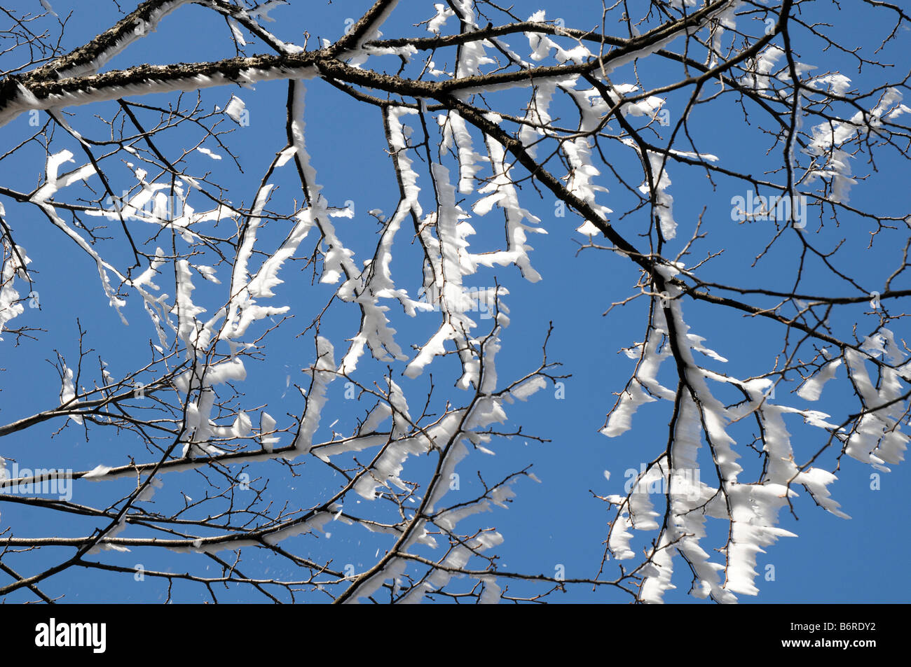 Givre sur les branches d'arbre de pin dans le soleil, Huangshan, La montagne jaune, Anhui, Chine. Banque D'Images