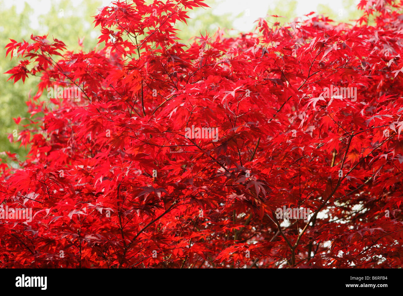 Toile de fond japonaise Acer feuille rouge Banque D'Images