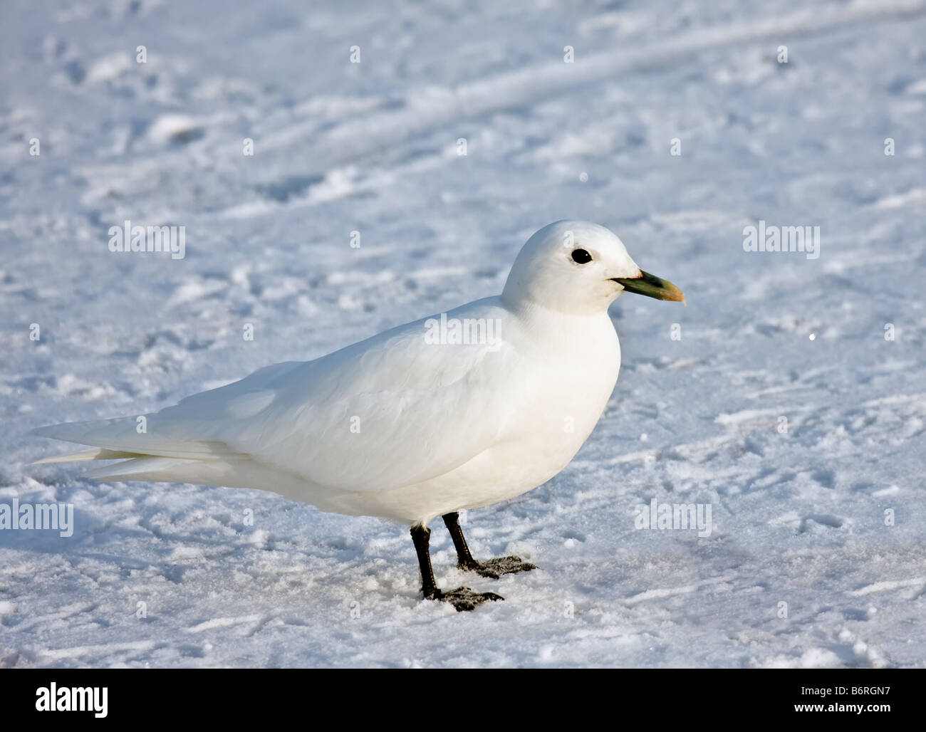 Mouette sur la glace. Banque D'Images