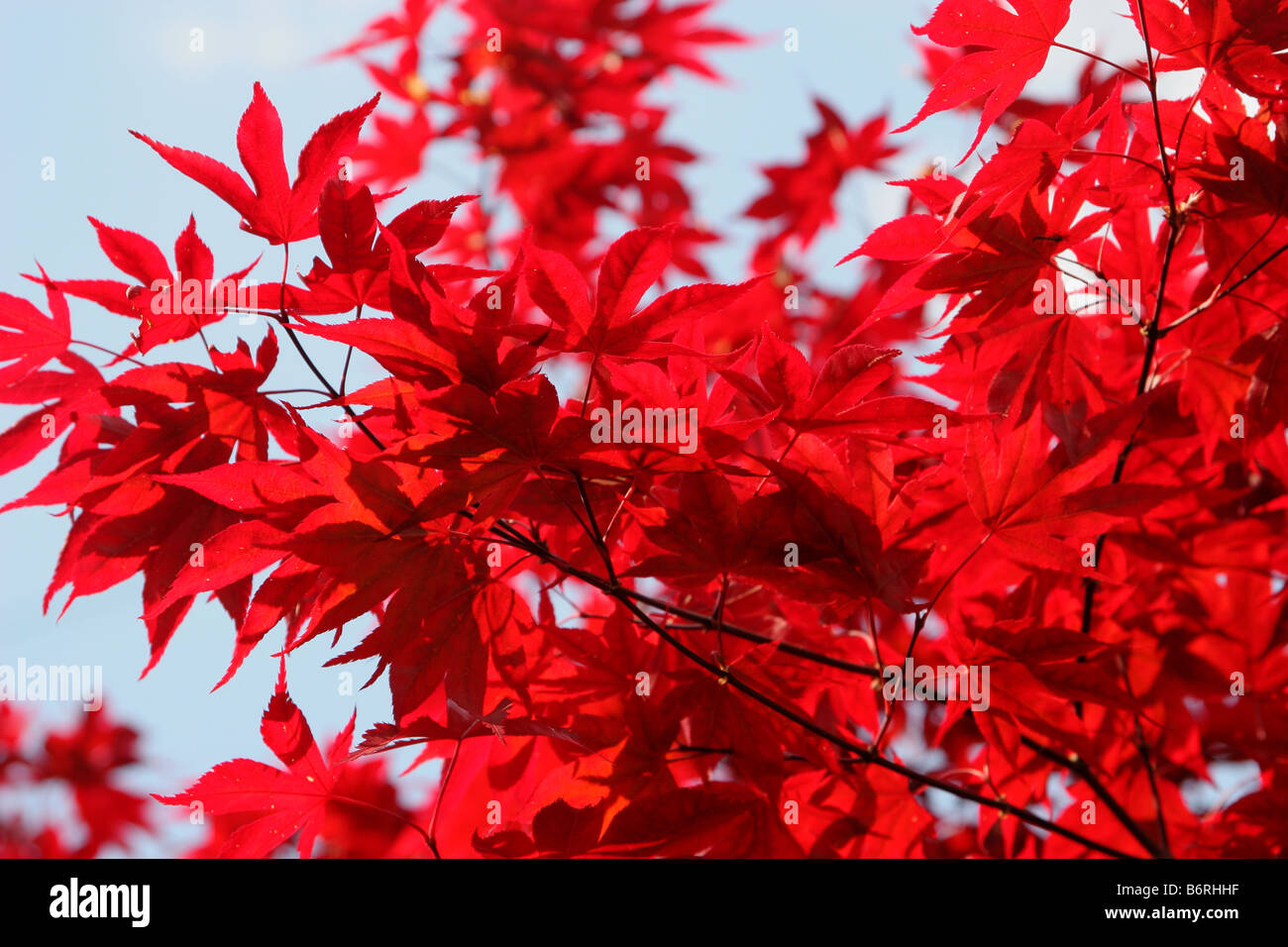 Toile de fond japonaise Acer feuille rouge Banque D'Images