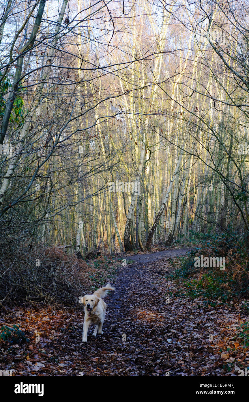 Seul chien marche sur chemin forestiers en hiver Elmbridge Surrey UK Banque D'Images