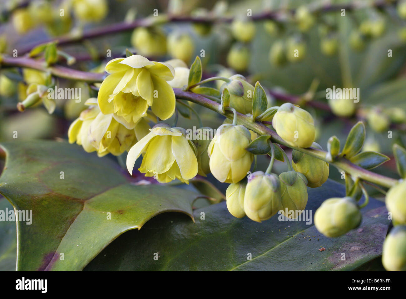 MAHONIA JAPONICA FLEUR DÉTAIL DE L'AGA Banque D'Images