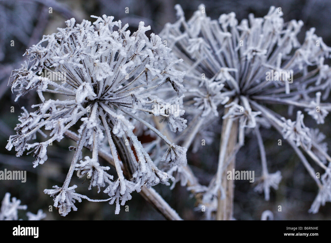 ANGELICA GIGAS GIVRE SUR DÉCEMBRE SEEDHEADS Banque D'Images