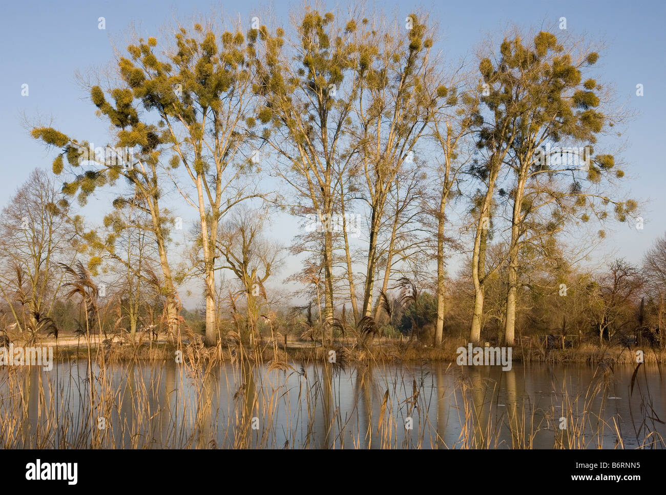 Le gui dans les arbres sur près de Canal Finow Marienwerder Brandenburg Allemagne Banque D'Images