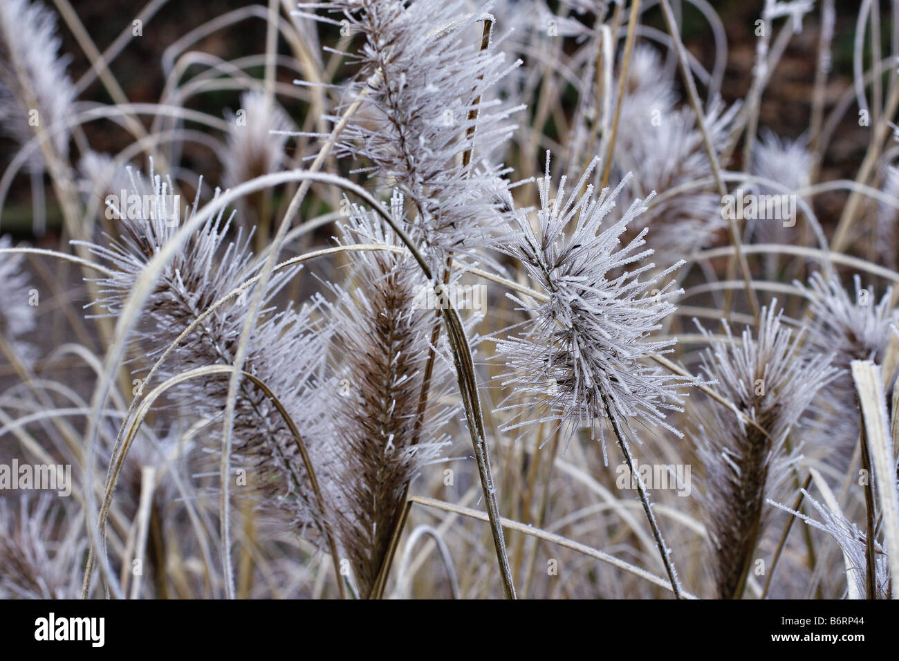 Givre SUR SEEDHEADS DE PENNISETUM ALOPECUROIDES à tête rouge Banque D'Images