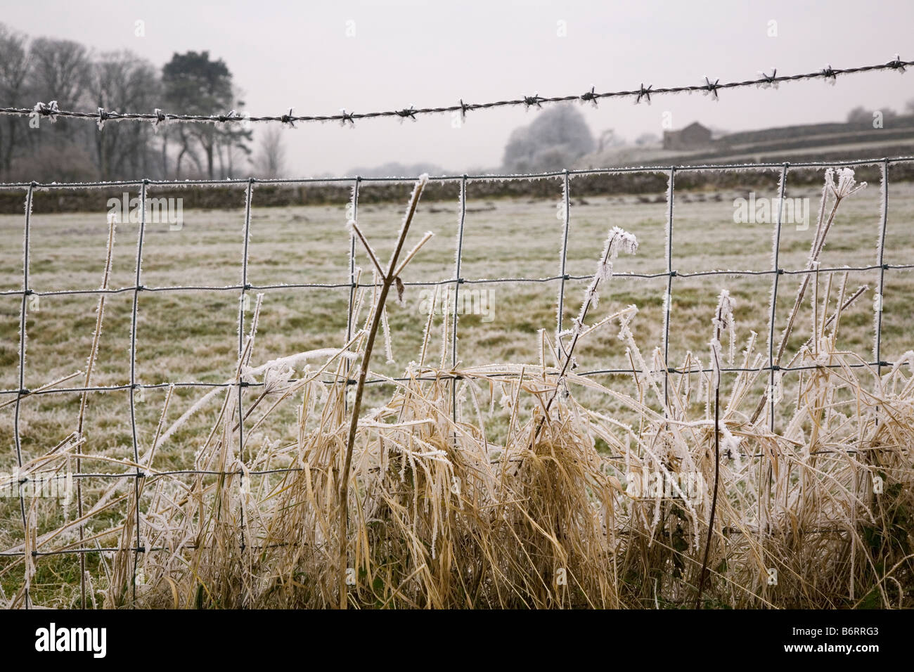 Un frost hoare couvre un champ à proximité du village de Bowes dans le comté de Durham, Angleterre. Banque D'Images