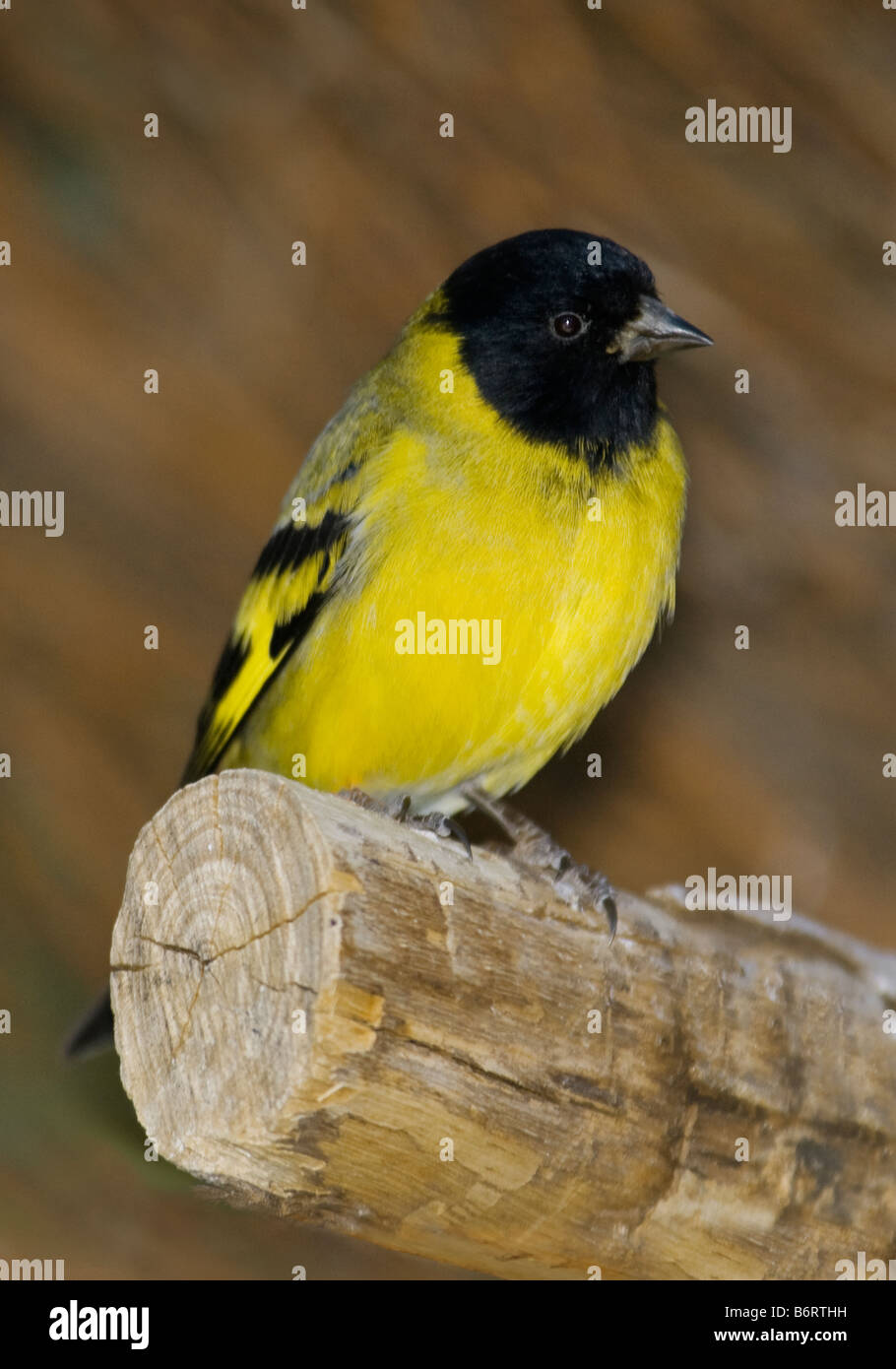 Hooded Siskin Carduelis magellanica 'homme Finch' Banque D'Images