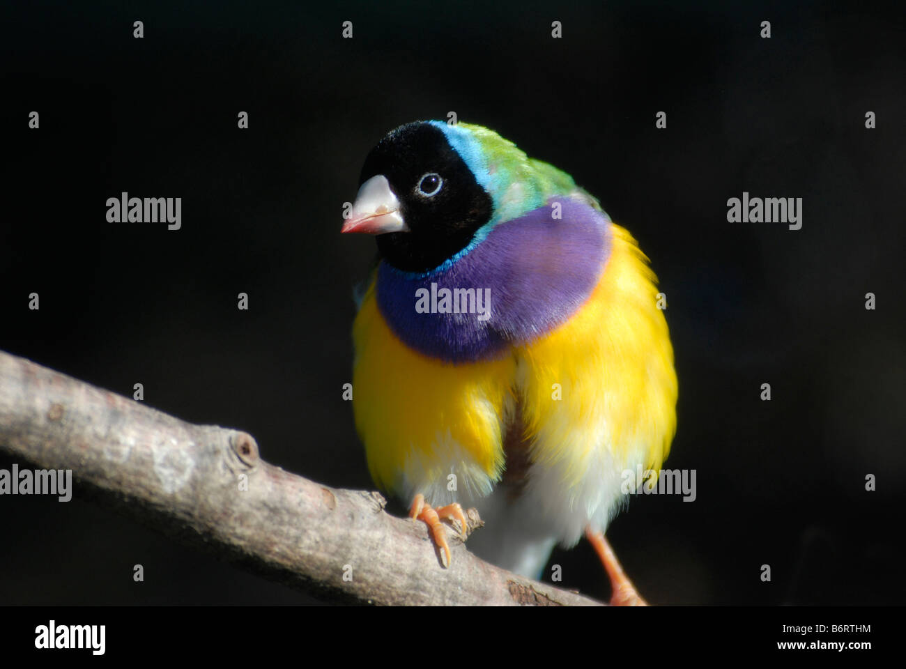 Gouldian Finch, 'Erythrura gouldiae', homme Banque D'Images
