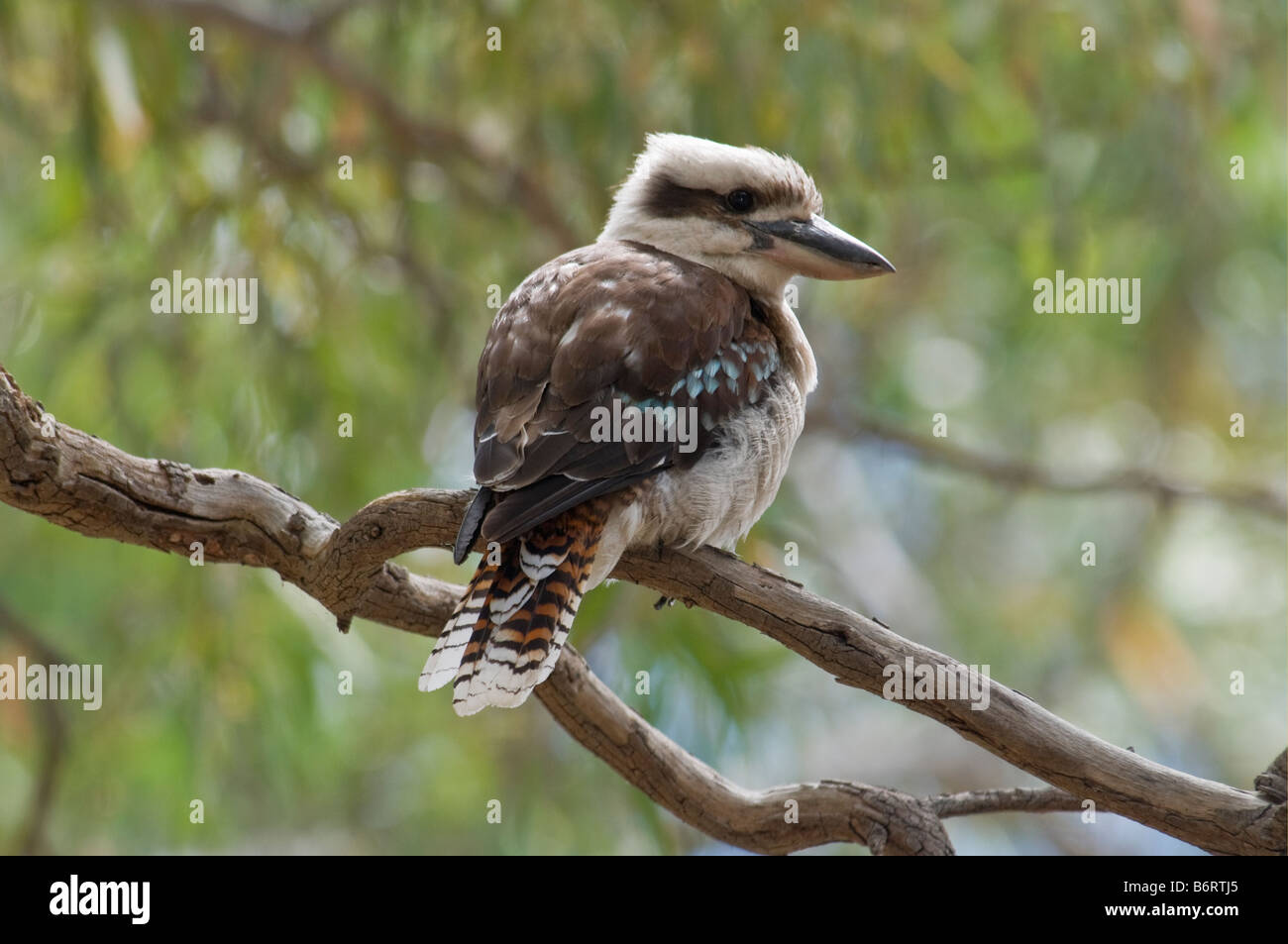 Laughing Kookaburra Dacelo novaeguineae, Australie du Sud, Banque D'Images