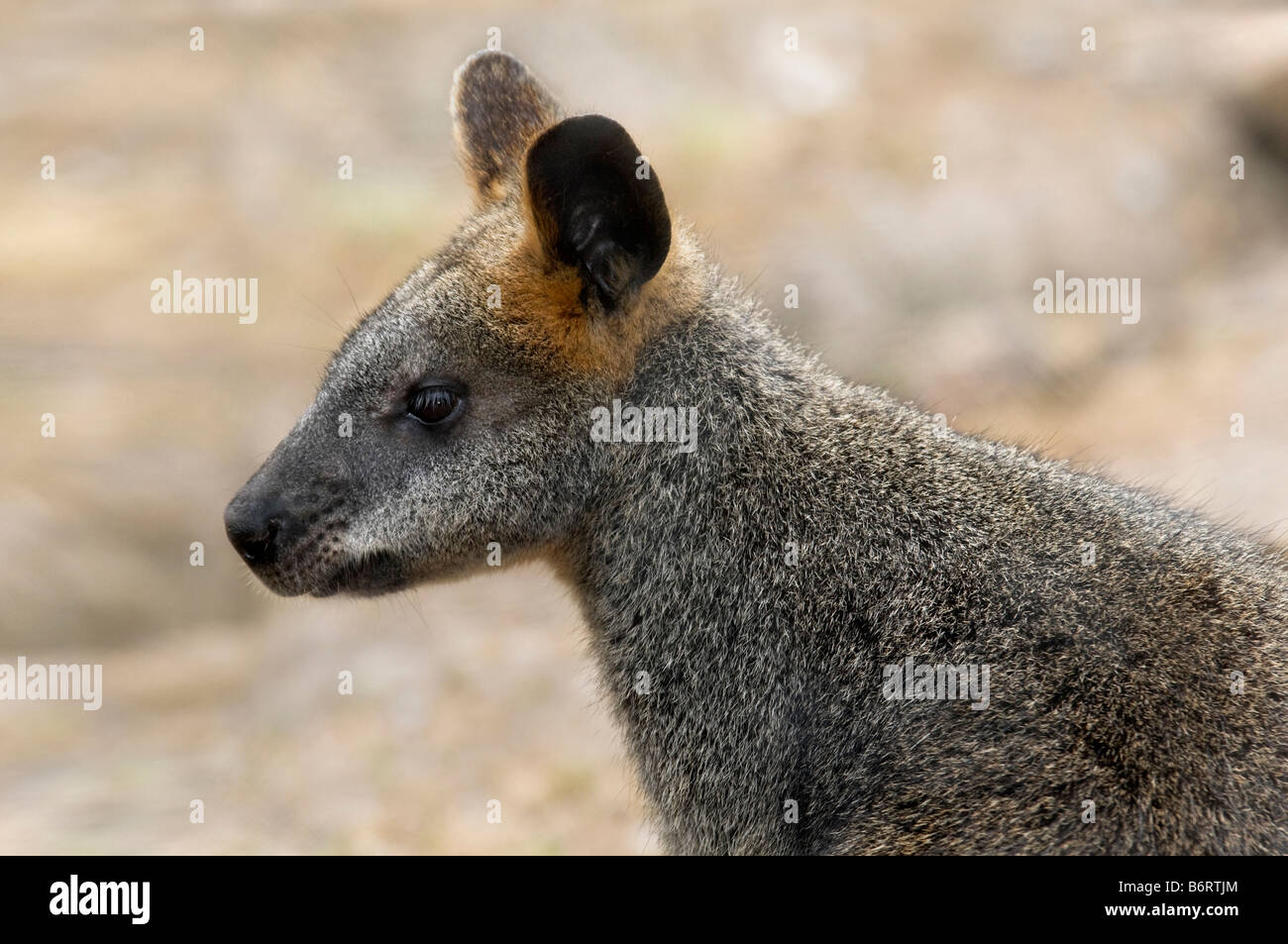 Swamp wallaby Wallabia bicolor' 'close-up Banque D'Images