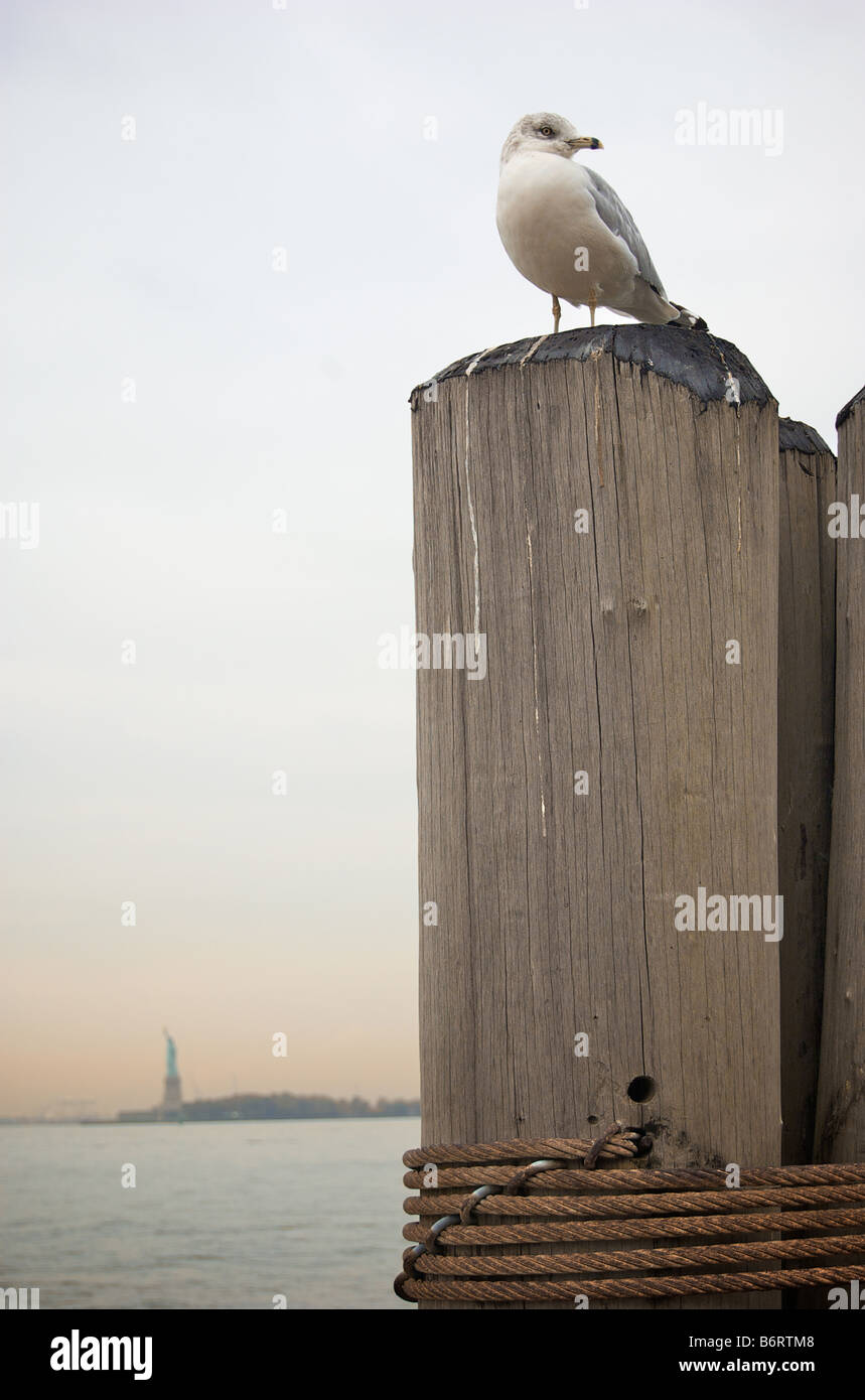 Seagull sur jetée en bois avec Statue de la liberté en arrière-plan Banque D'Images