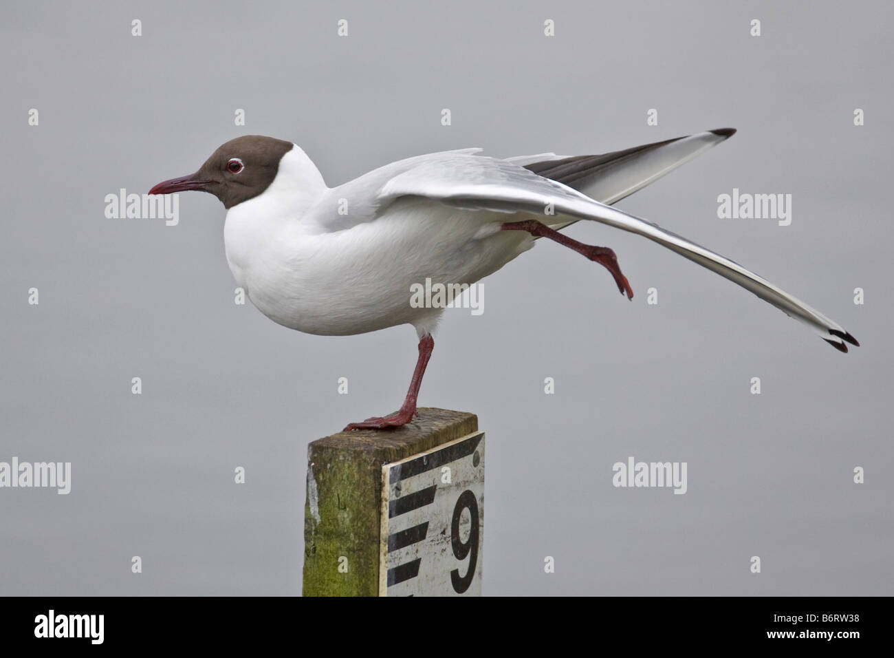 Un adulte Mouette rieuse (Larus ridibundus) étend son aile alors que perché sur un poste de niveau d'eau, Lancashire, England, UK Banque D'Images