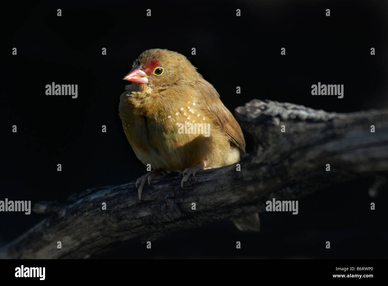 Red-billed Firefinch Lagonosticta senegala 'féminin' Banque D'Images