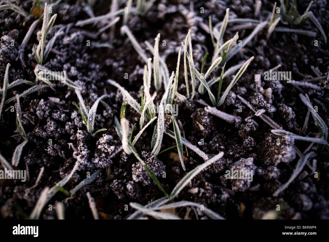 Herbe gelée sur un matin glacial Banque D'Images