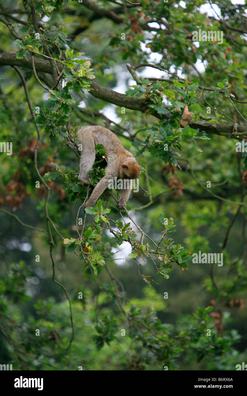 Saut de singe en bas de l'arbre Banque D'Images