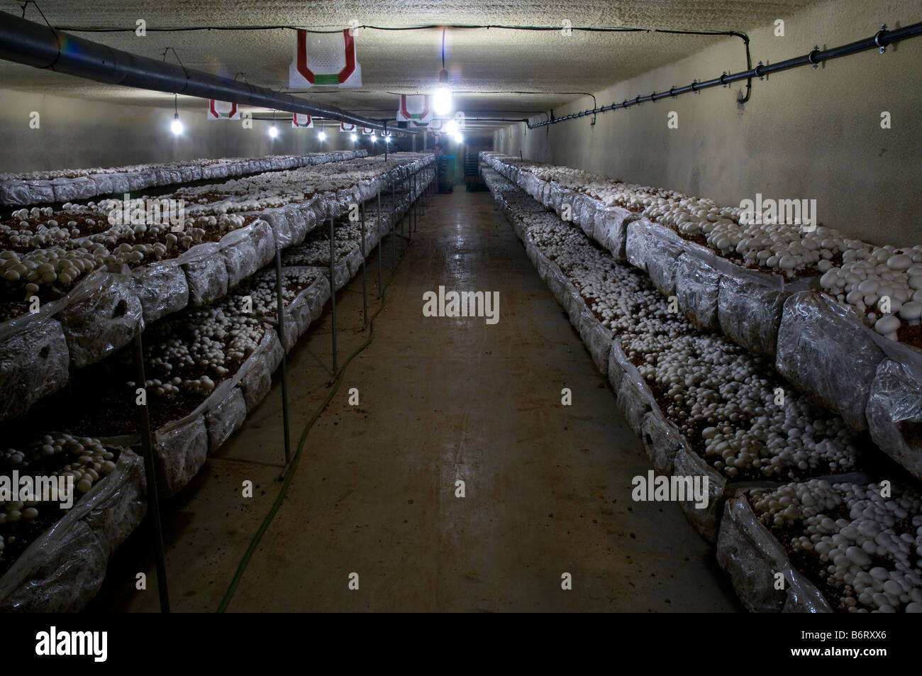 La culture des champignons à l'intérieur ferme. Sacs de compost, des étagères, des casiers. La culture de l'Agaricus bisporus Banque D'Images