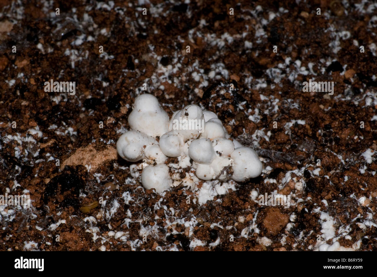 Les broches champignons pause clusters le pansement couche dans une champignonnière Banque D'Images