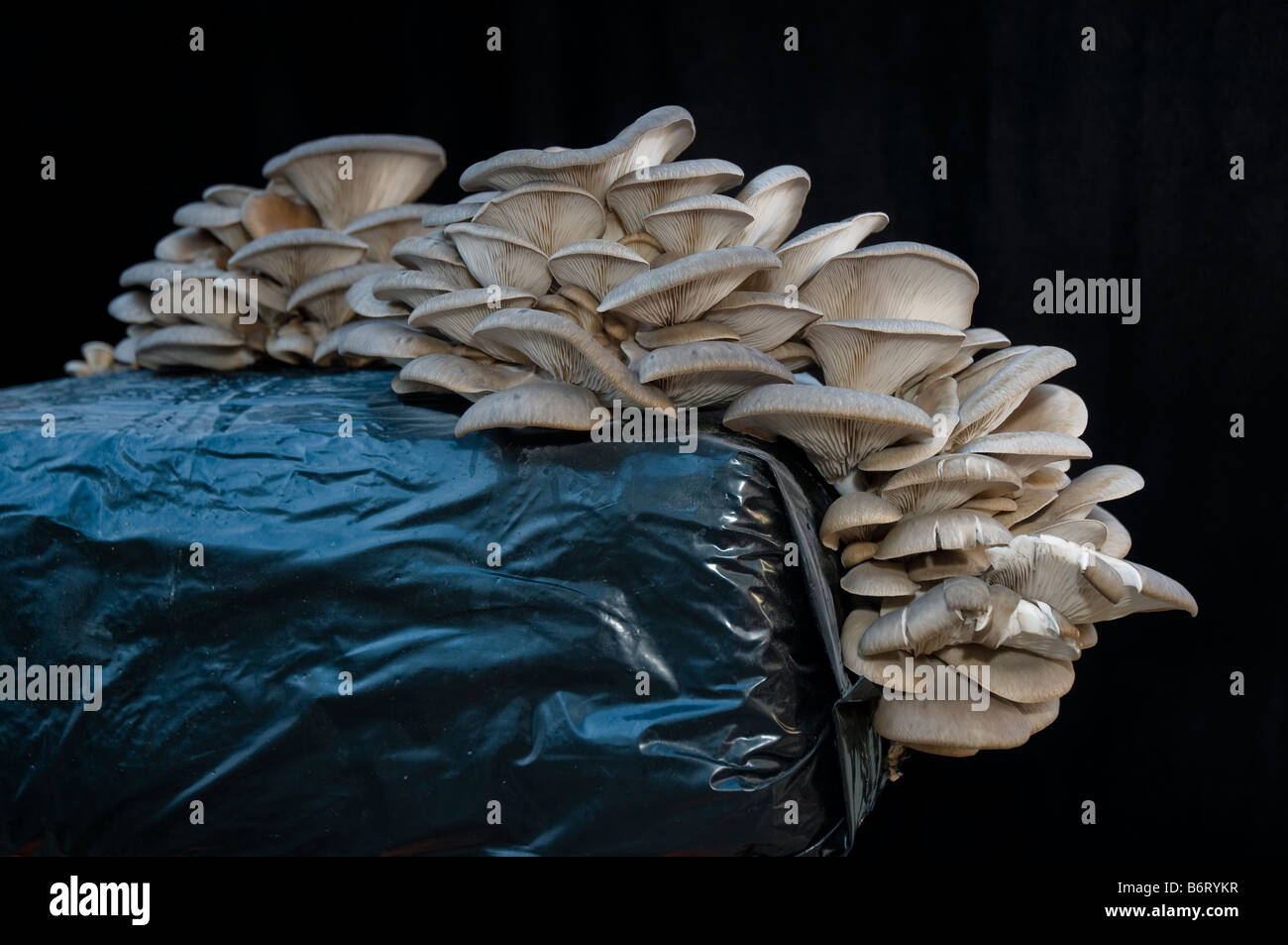 Les champignons comestibles (Pleurotus ostreatus) cultivés dans un un sac de compost Banque D'Images