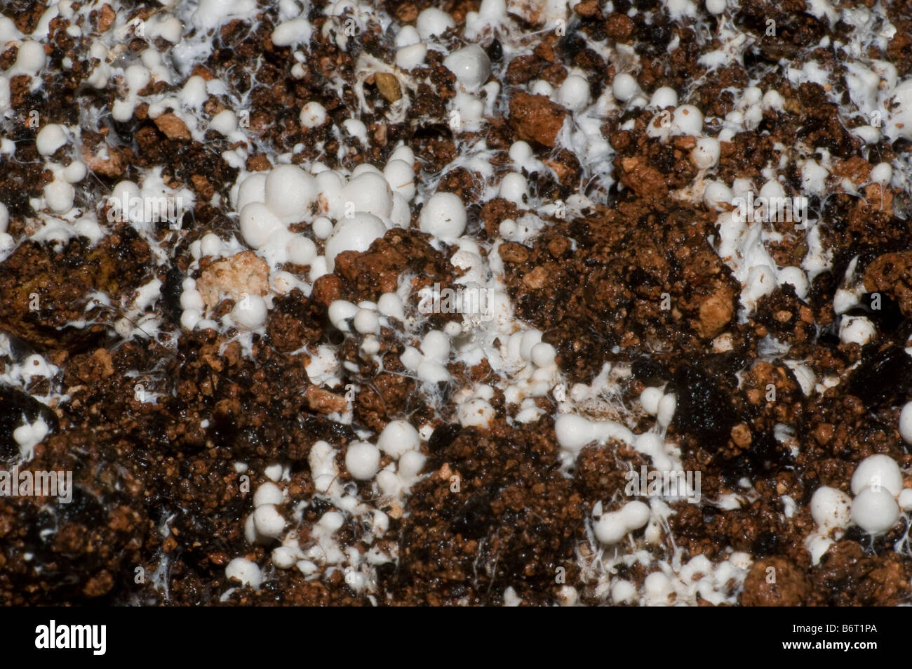 Les broches champignons pause clusters le pansement couche dans une champignonnière Banque D'Images