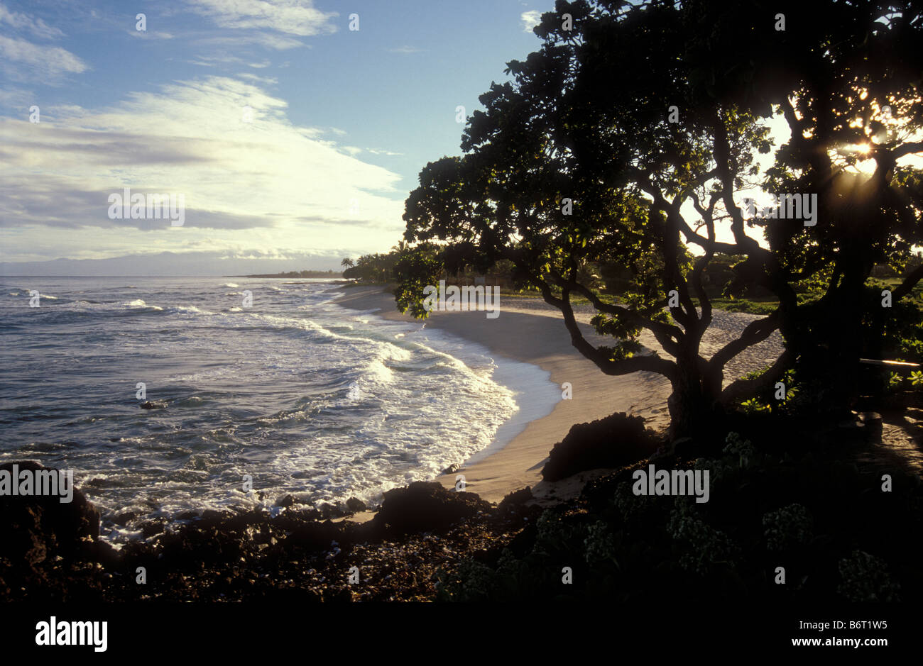 Côte plage et Beach héliotrope arbre avec soleil du matin Four Seasons Hualalai Côte Kohala Kona Resort île de Hawaii Banque D'Images