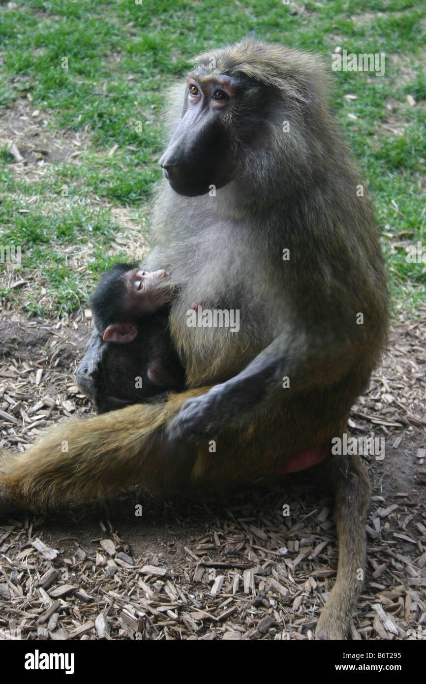 Un autre babouin observe le hotographer [alors que d'allaiter son bébé. Banque D'Images