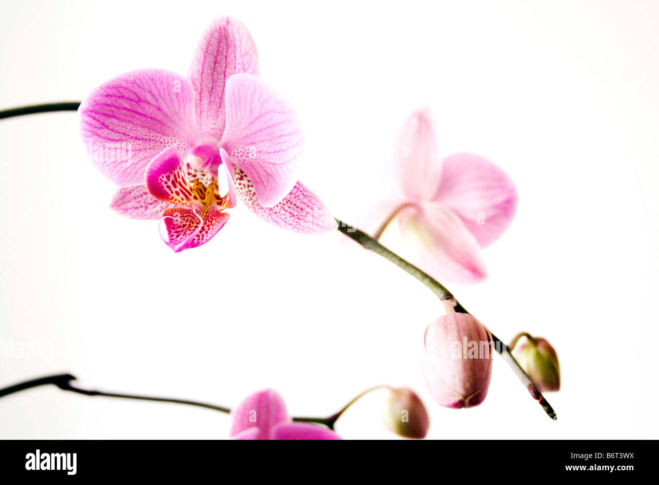 fleur d’orchidée Banque D'Images