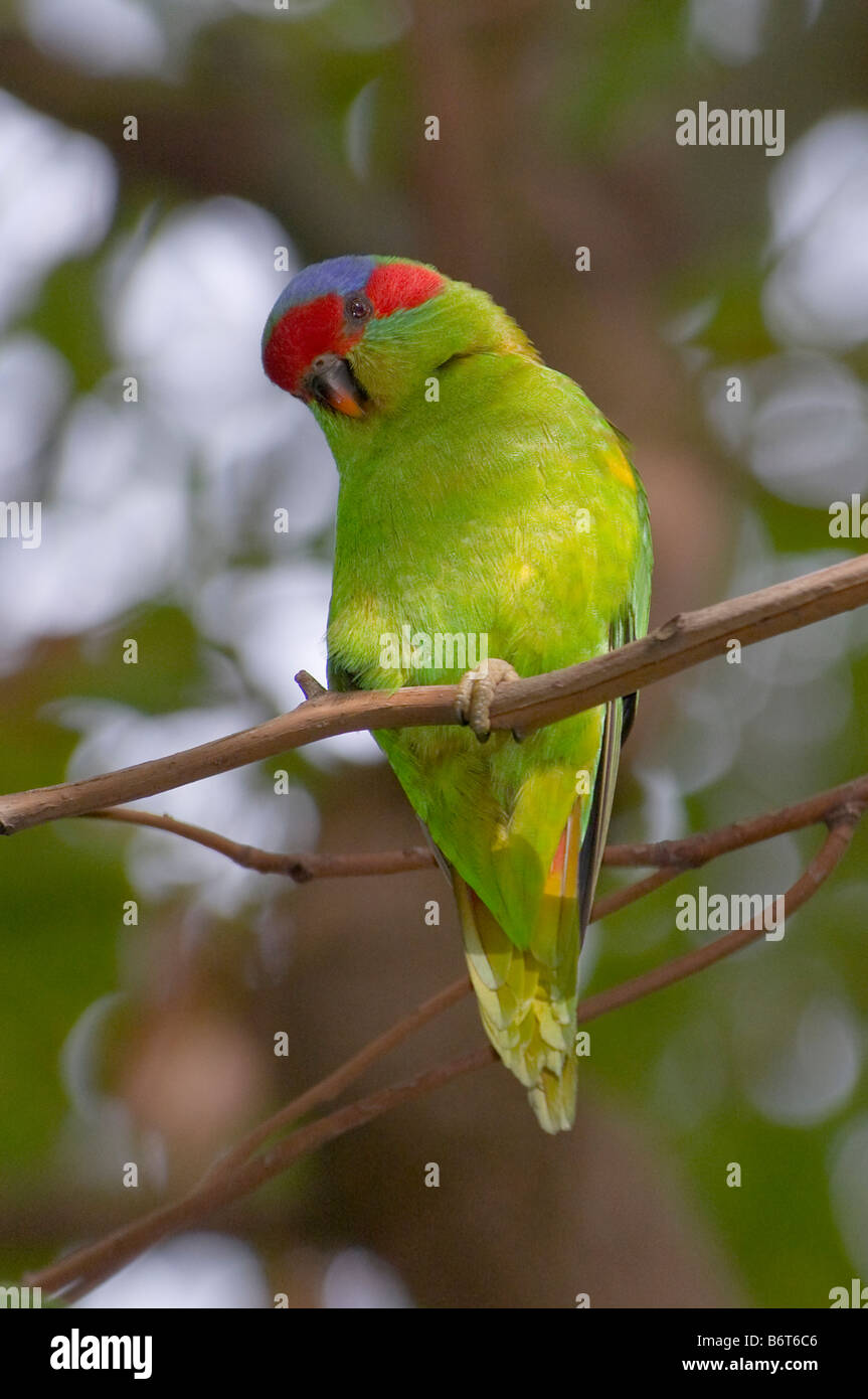 Musk Lorikeet 'Glossopsitta concinna' Homme Banque D'Images