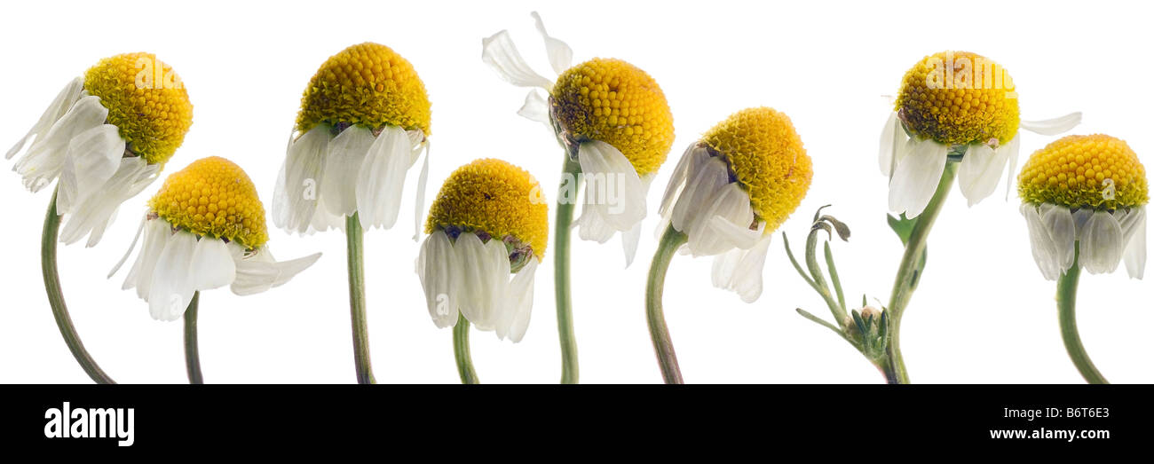 Huit fleurs de camomille on white Banque D'Images